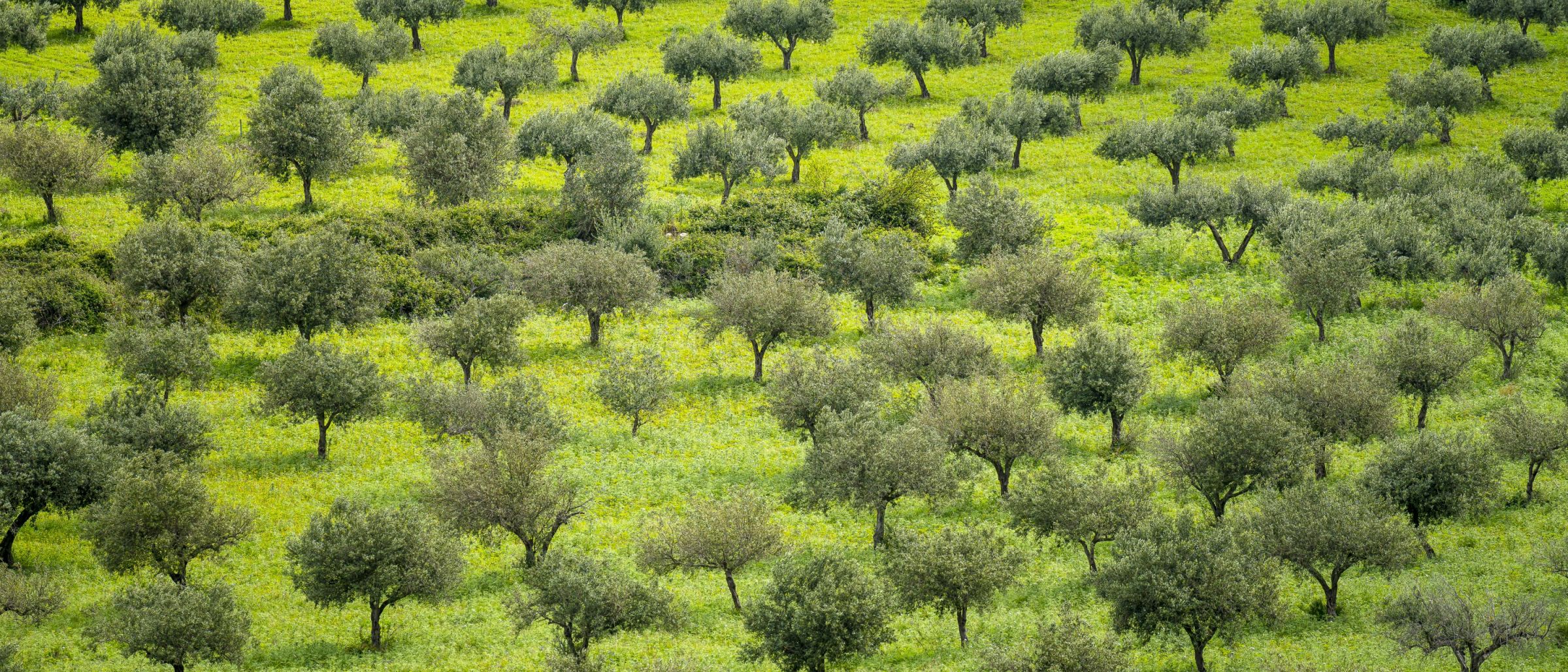 Olivenhainlandschaft bei Enna
