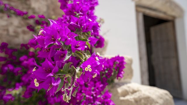 Sizilien überrascht mit vielfältiger Flora