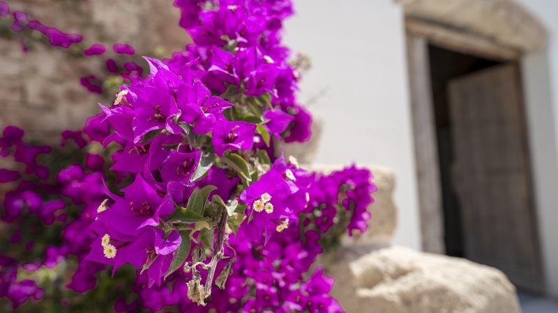 Sizilien überrascht mit vielfältiger Flora