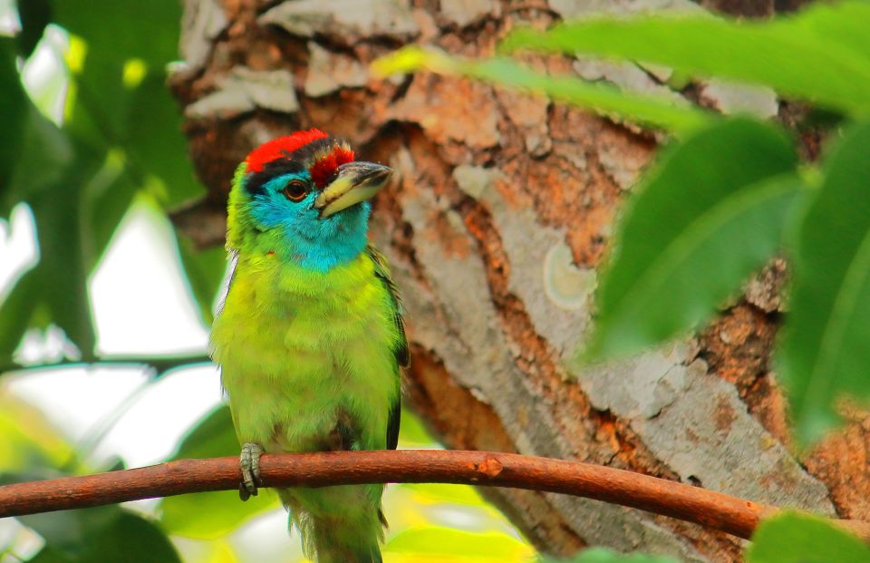 Blauwangen-Bartvogel (Psilopogon asiaticus) in den Sundarbans, Westbengalen.