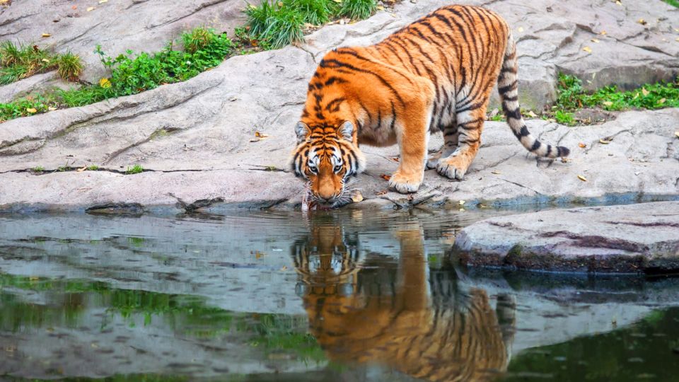 Bengal-Tiger trinkt Wasser im Sundarbans-Wald.
