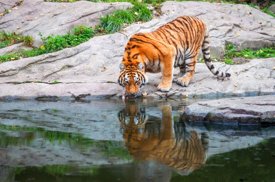 Bengal-Tiger trinkt Wasser im Sundarbans-Wald.