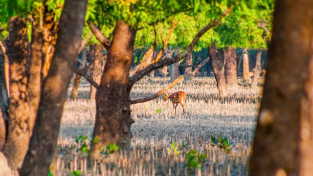 Gefleckter Hirsch (Axis Hirsch) in einem Mangrovenwald in den Sundarbans.