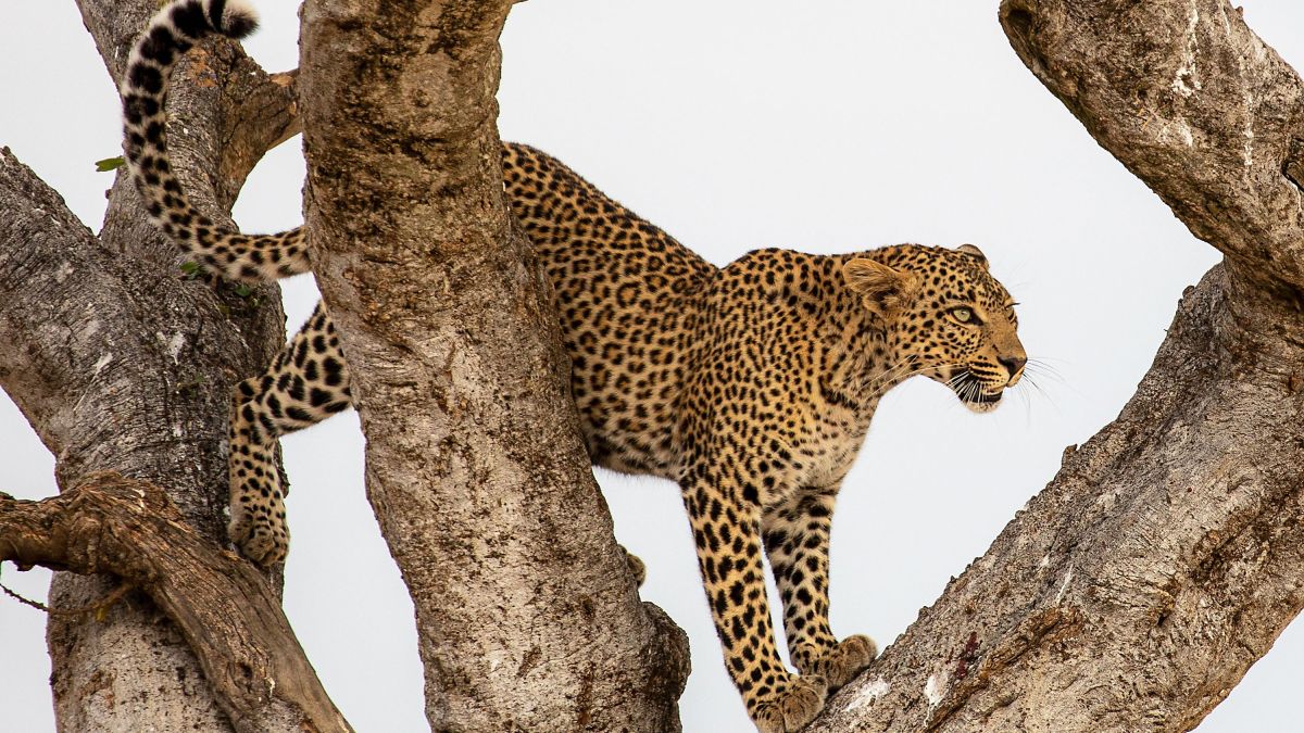 Ein Leopard thront in einem Baumgipfel