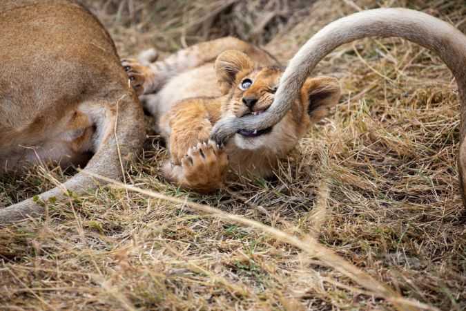 Verspielter Löwennachwuchs  © Diamir
