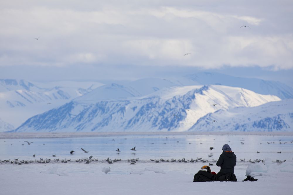 Arktische Landschaften mit Seevögeln
