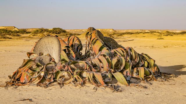 Welwitschia mirabilis in der Namibe-Wüste