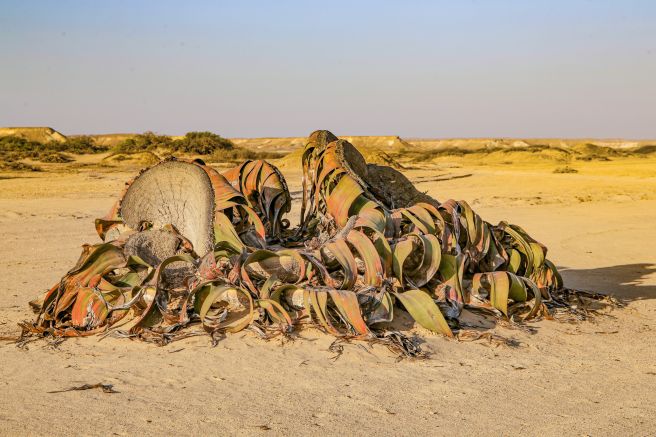 Welwitschia mirabilis in der Namibe-Wüste