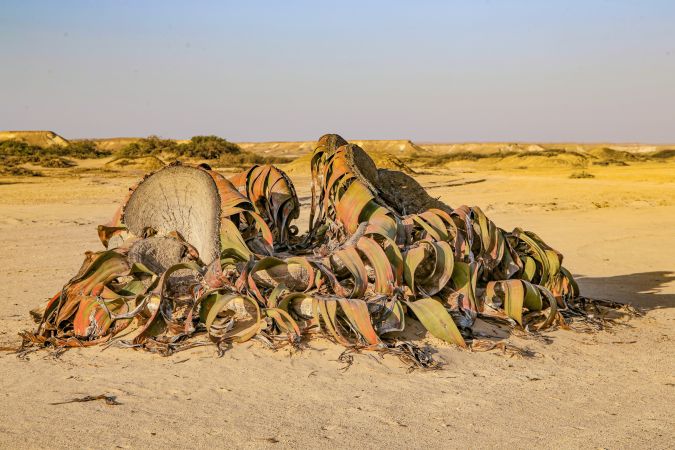 Welwitschia mirabilis in der Namibe-Wüste © Diamir