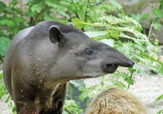 Neugieriges Tapir