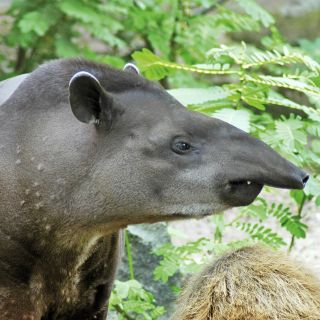 Neugieriges Tapir