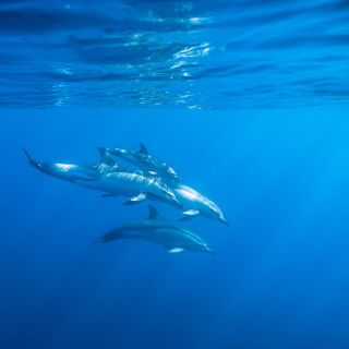 Schnorcheln mit Delfinen – ein Traum