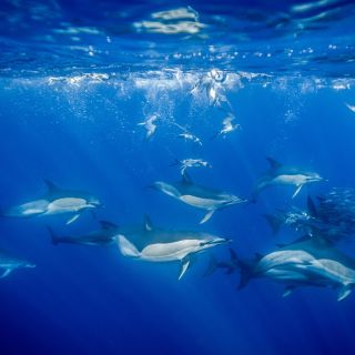 Schnorcheln mit Delfinen – ein Traum