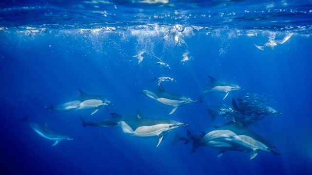 Schnorcheln mit Delfinen - ein Traum