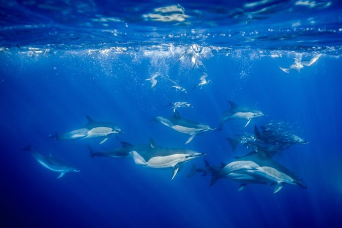 Schnorcheln mit Delfinen – ein Traum © Diamir