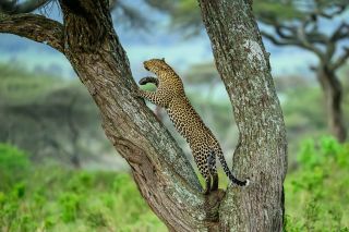 Leopard im Baum in der Serengeti
