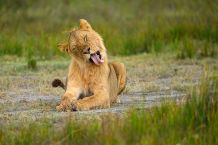 Löwe in der Ndutu-Region