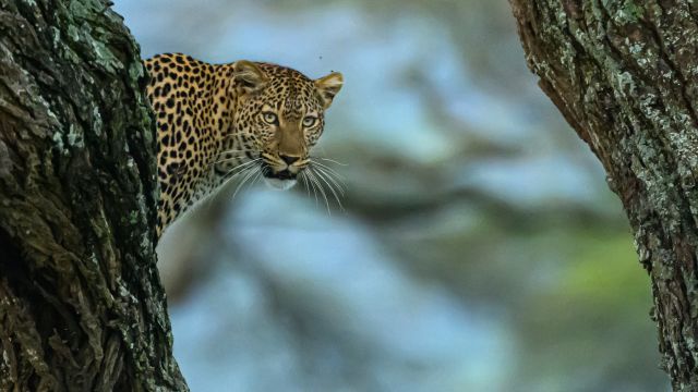 Leopard in der Serengeti