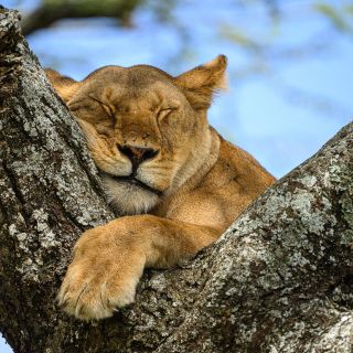 Löwe im Baum in der Ndutu-Region