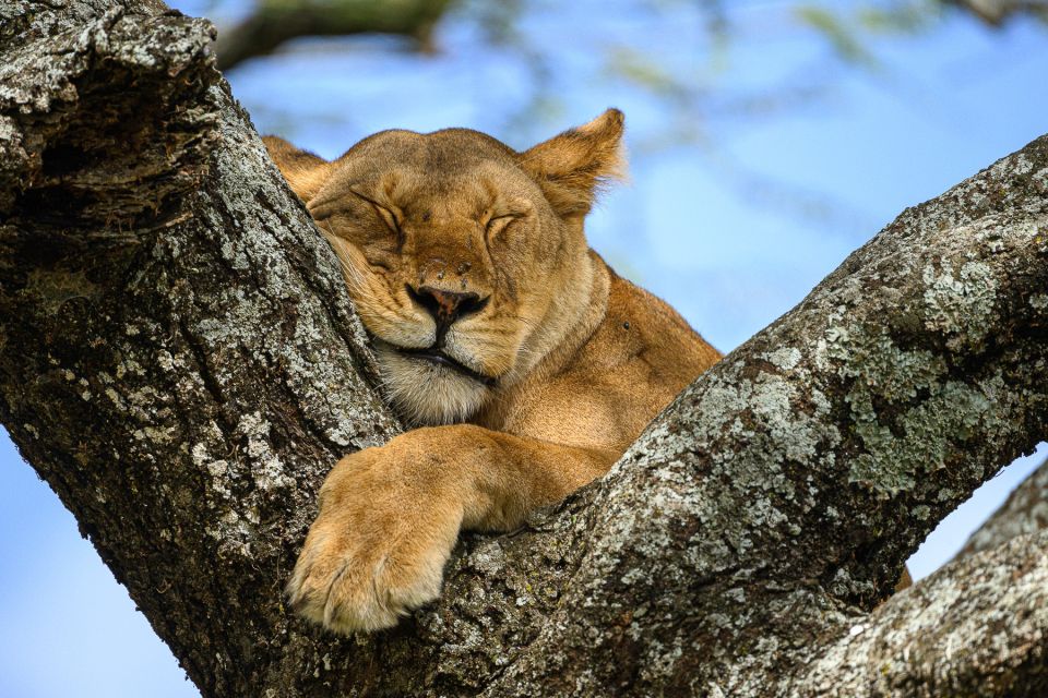 Löwe im Baum in der Ndutu-Region