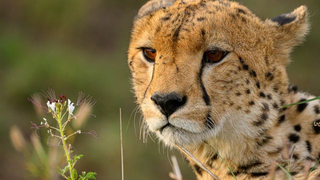 Gepard in Nahaufnahme in der Masai Mara