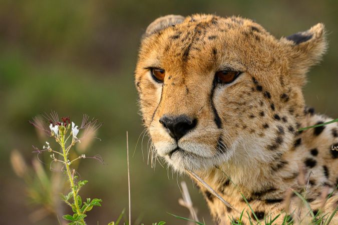 Gepard in Nahaufnahme © Diamir