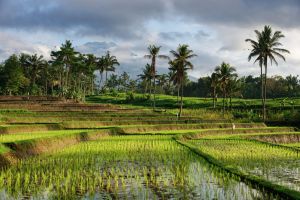 Reisfelder auf Java