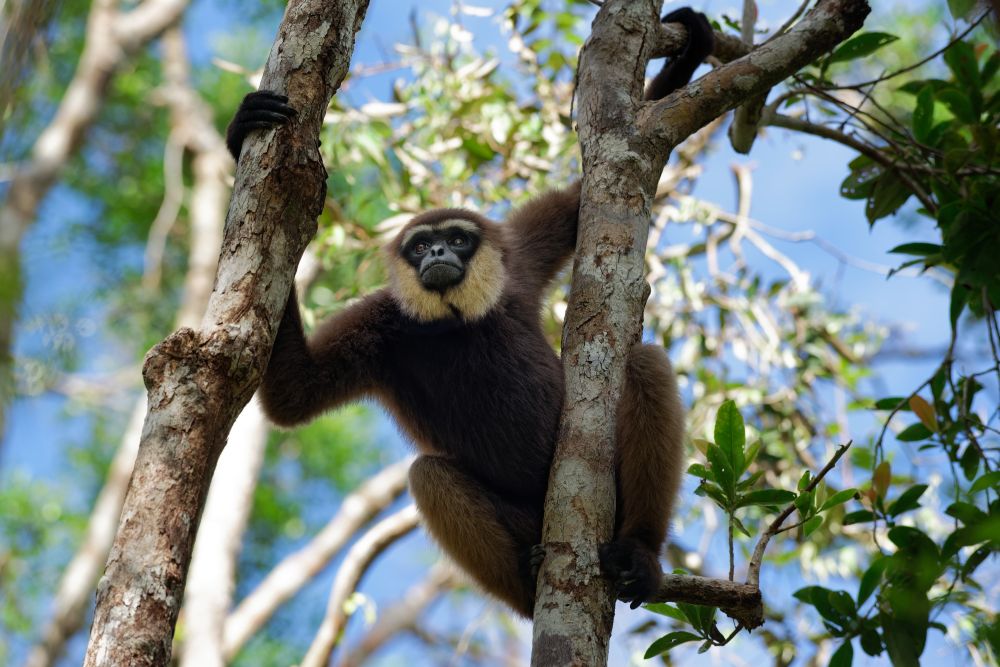 Gibbon im Tanjung Puting NP