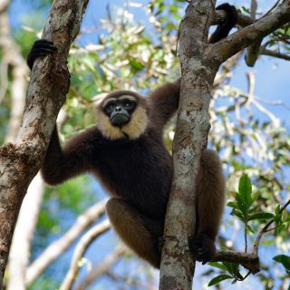 Gibbon im Tanjung Puting NP