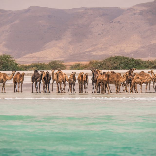 Kamele am Strand bei Salalah