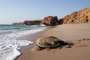 Schildkröte in Ras al Jinz