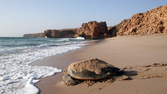 Schildkröte in Ras al Jinz