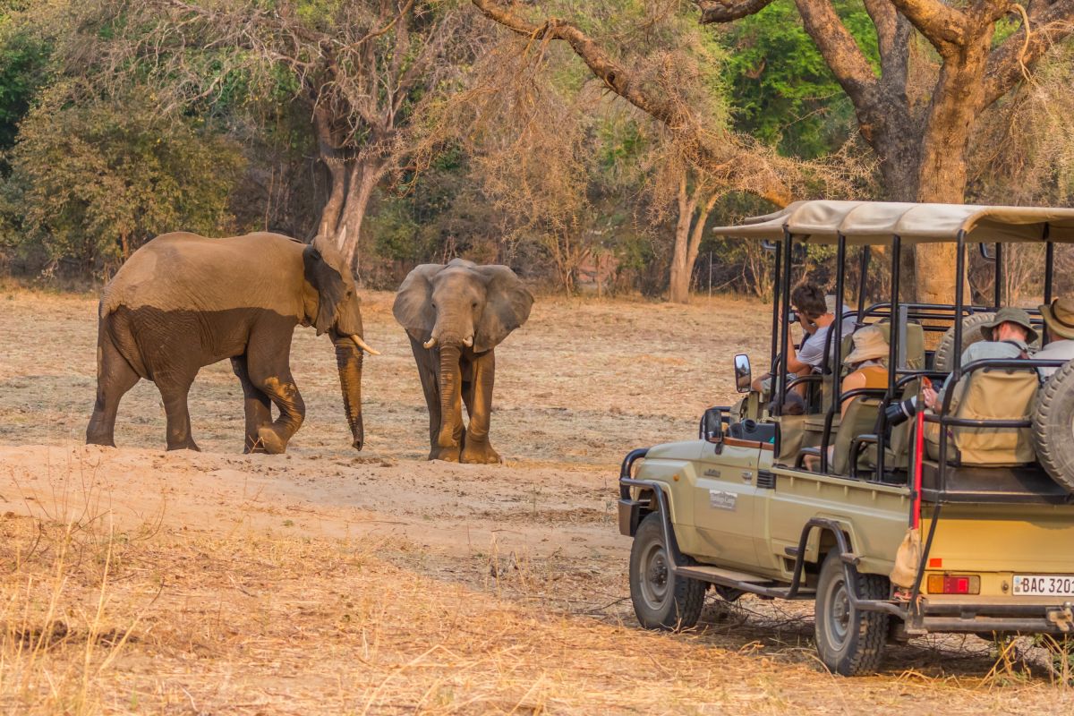 Elefanten im South Luangwa NP