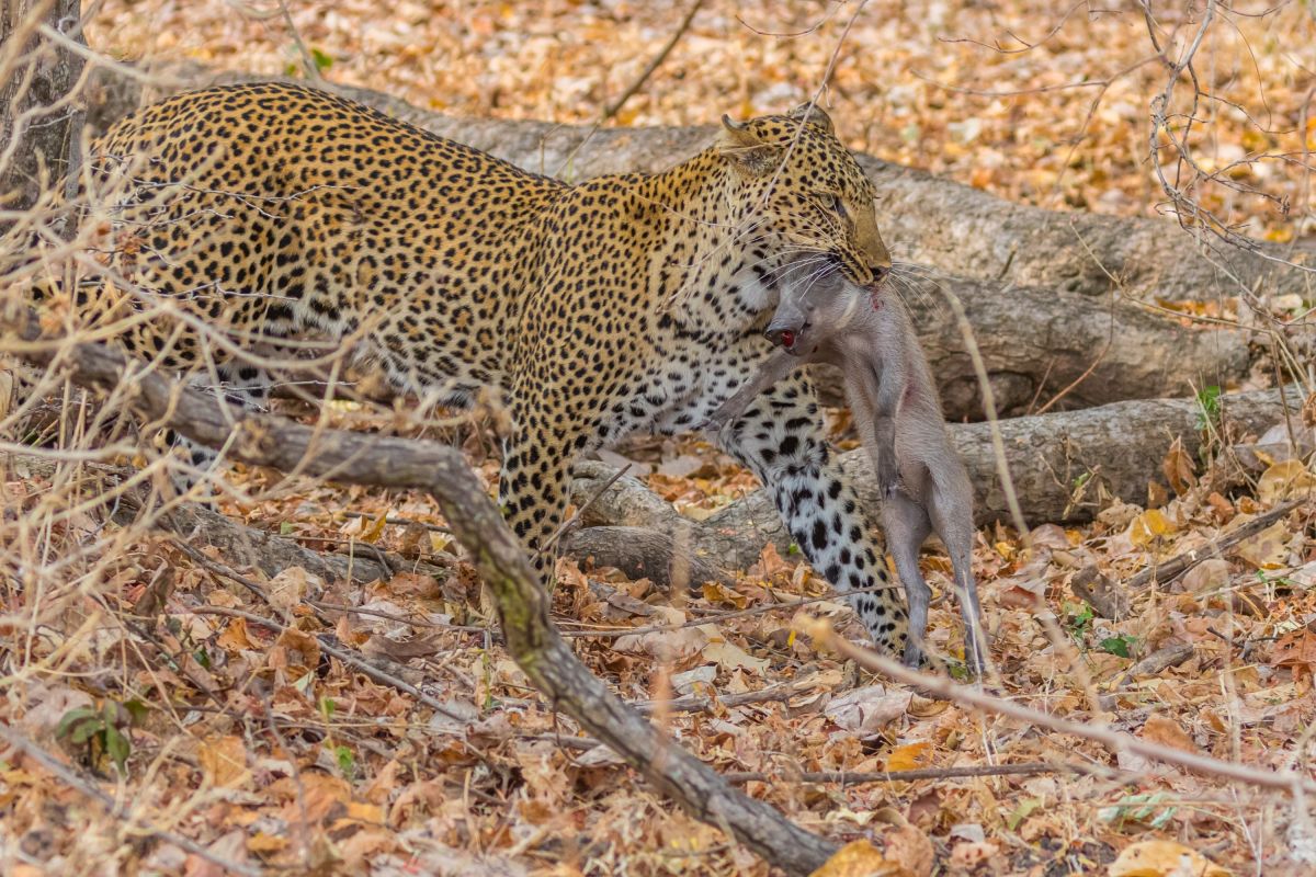 Leopard mit Warzenschwein im South Luangwa NP