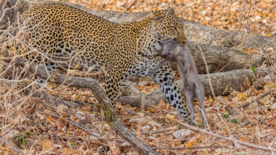 Leopard mit Warzenschwein im South Luangwa NP