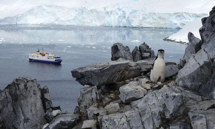 Blick auf Pinguin und die Ocean Nova © Diamir