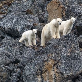Eisbären der Küste