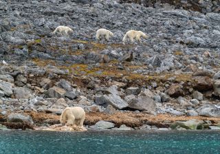 Eisbären-Familie an der Küste