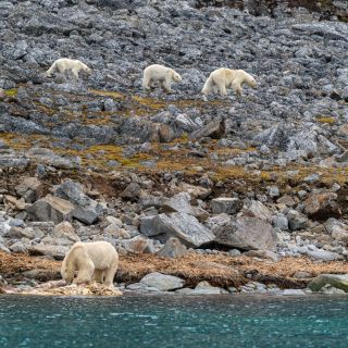 Eisbären-Familie an der Küste