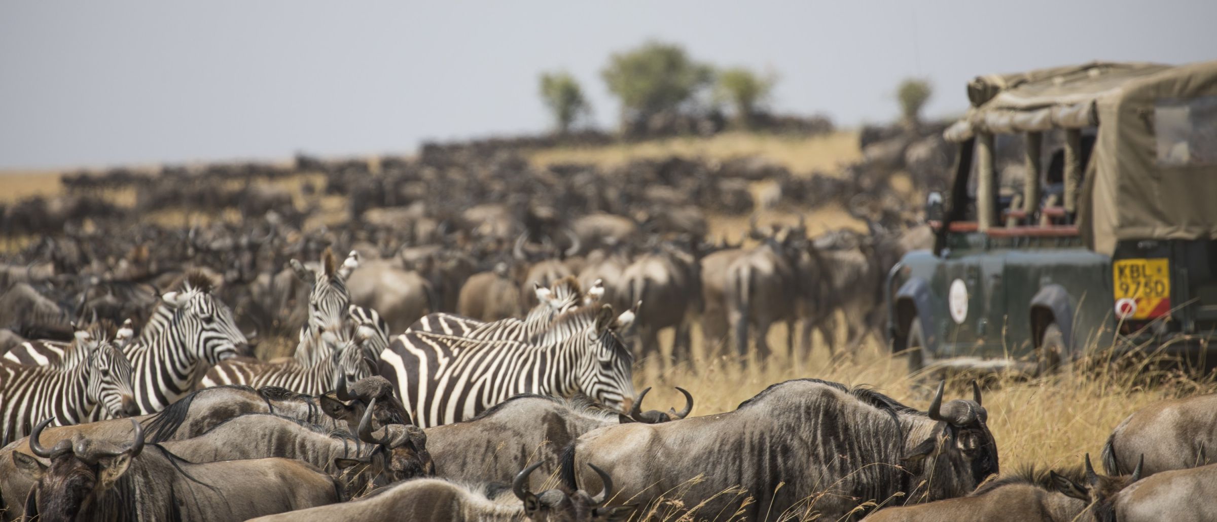 Gnus und Zebras in einer großen Herde