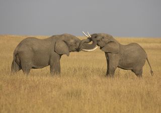 Elefanten messen ihre Kräfte