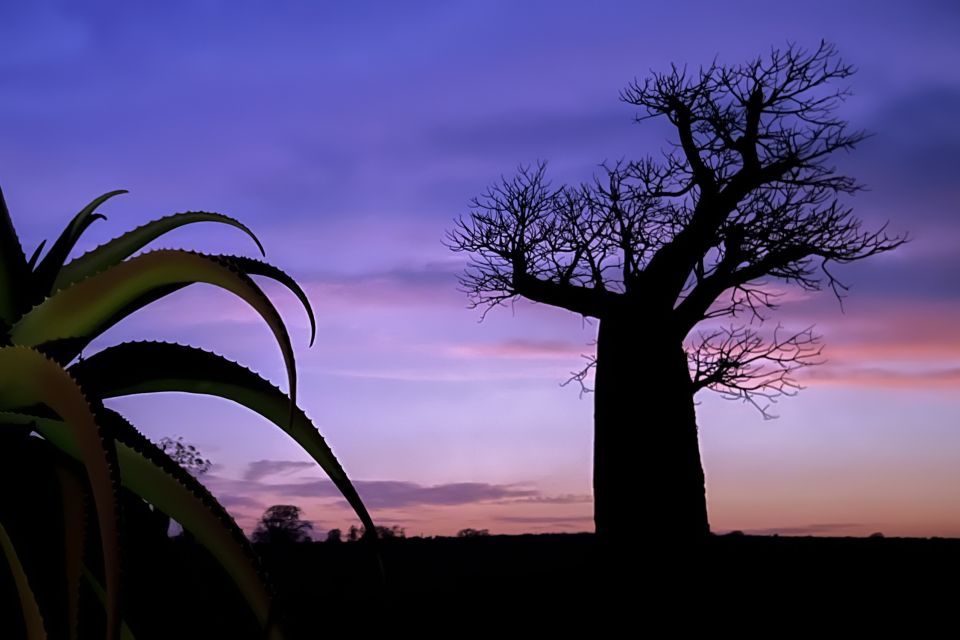 Lila Wolken am Baobab-Baum