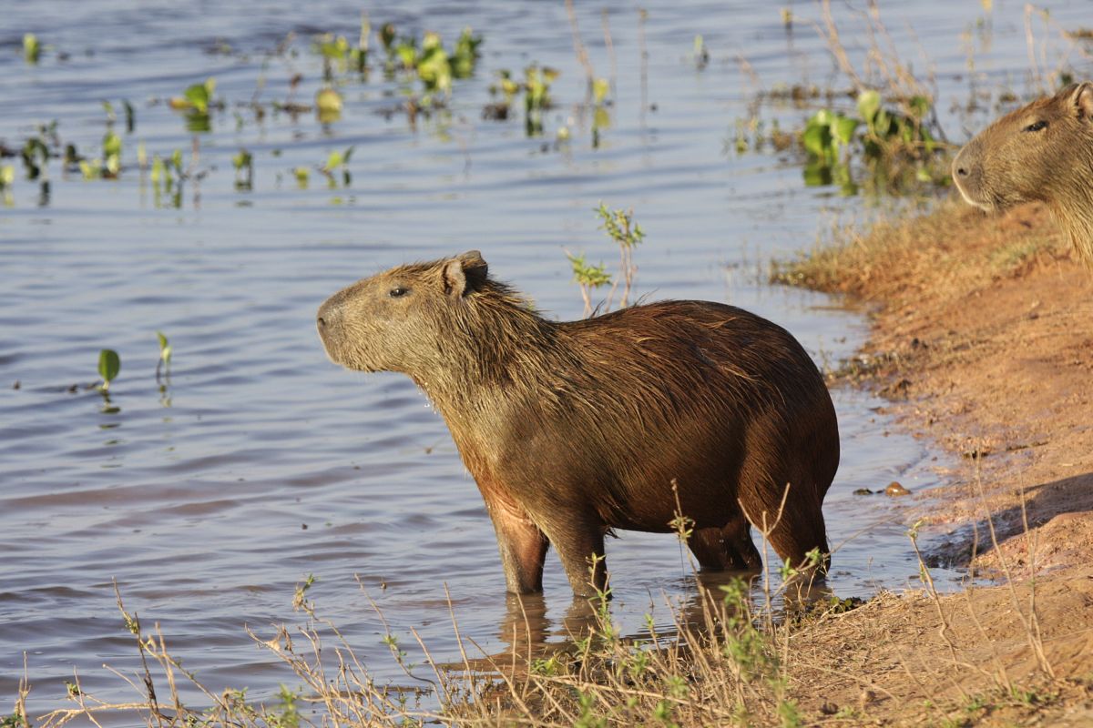 Wasserschwein in den Llanos