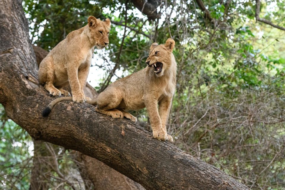 Löwenjunge beim Spielen auf einem umgestürzten Baum (Chiawa)