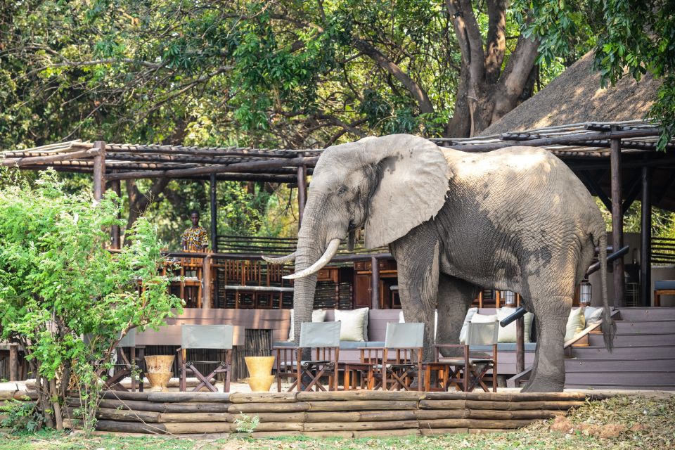Näher dran geht nicht: Hier inspiziert ein Elefant den Chiawa-Frühstücksplatz (ohne irgendetwas zu beschädigen oder auch nur einen Stuhl umzukippen!).