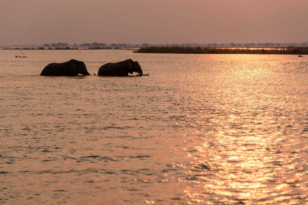 Elefanten bei der abendlichen Flussquerung (Chiawa)