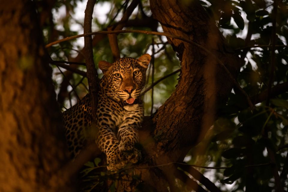 Leopard im Baum (Old Mondoro)