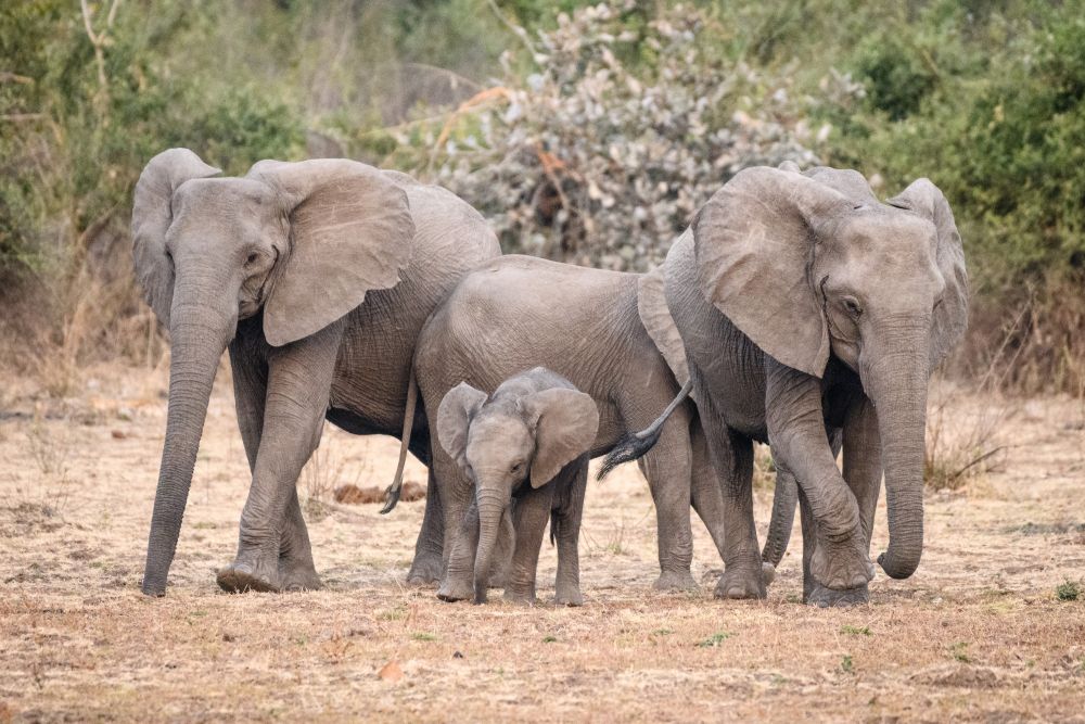 Zwischendrin schnell bei der Elefantenherde vorbeigeschaut … (Puku Ridge)