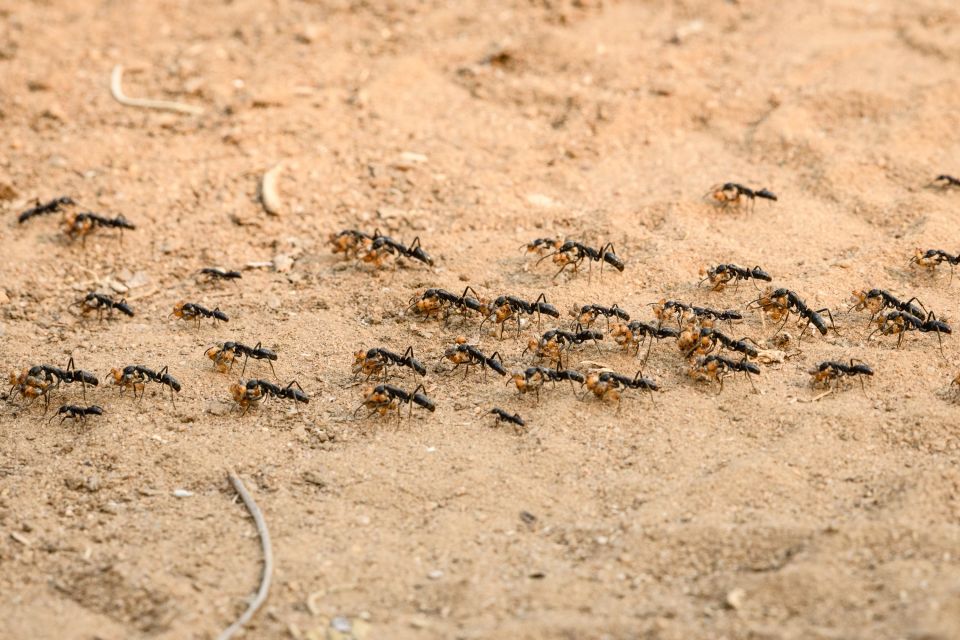 Raubzug geglückt: Matabele-Ameisen transportieren ihre Beute aus dem Termitenbau ab (Old Mondoro)