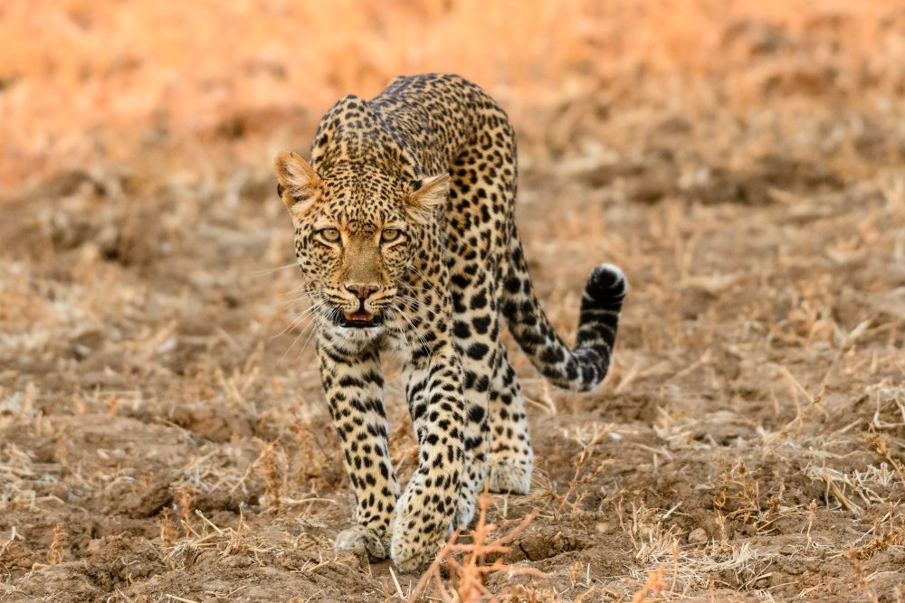 Die wohl berühmteste Leopardin im Nsefu-Sektor: Olimba, weltbekannt geworden durch die Dokumentation „Königin der Leoparden“.